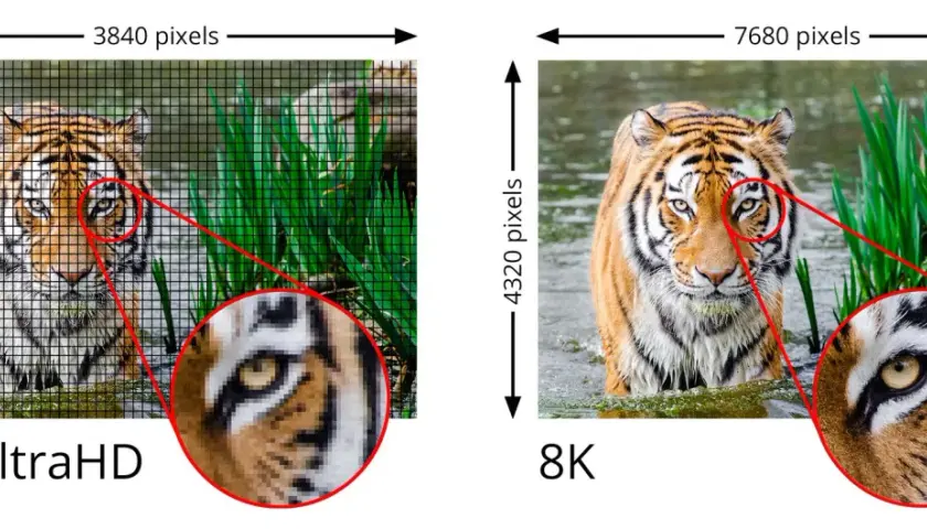Vergleich von 4K UltraHD und 8K: Ein Tiger im Wasser, wobei 8K eine deutlich höhere Detailgenauigkeit zeigt.