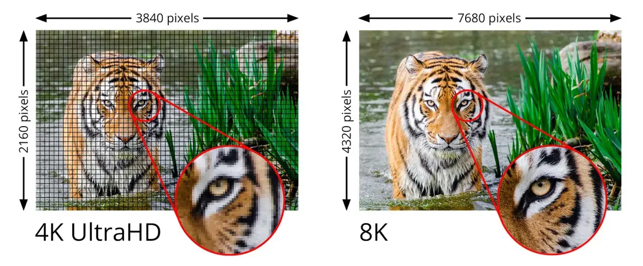 Vergleich von 4K UltraHD und 8K: Ein Tiger im Wasser, wobei 8K eine deutlich höhere Detailgenauigkeit zeigt.